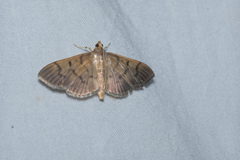 Omiodes pernitescens