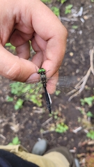 Somatochlora uchidai