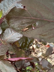 Cucujiformia