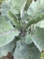 Brassica oleracea
