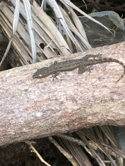 Hemidactylus frenatus