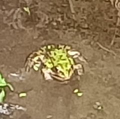 Pelophylax lessonae