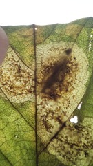 Cameraria betulivora