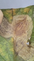 Cameraria betulivora