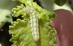 Evergestis forficalis