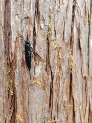 Sirex californicus