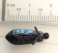 Alobates pensylvanicus