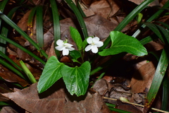 Viola lactiflora
