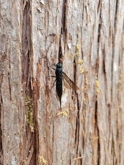 Sirex californicus
