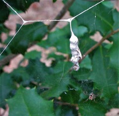 Mecynogea lemniscata