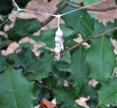 Mecynogea lemniscata