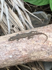 Hemidactylus frenatus