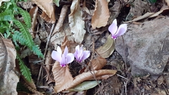 Cyclamen hederifolium