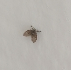 Clogmia albipunctata