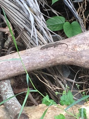 Hemidactylus frenatus