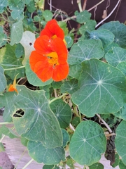 Tropaeolum majus