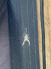Araneae