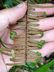 Gleicheniaceae