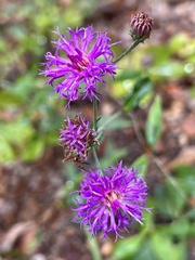 Vernonia
