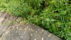 Urtica sondenii