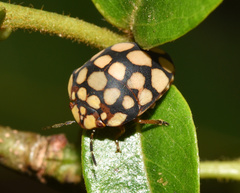 Steganocerus multipunctatus