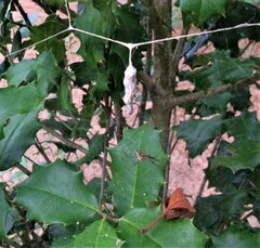 Mecynogea lemniscata