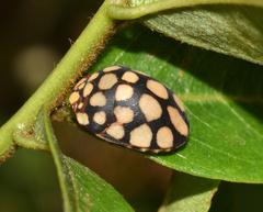 Steganocerus multipunctatus