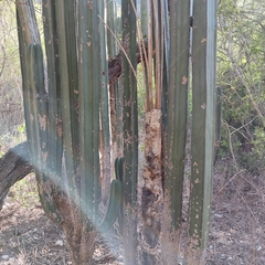 Lophocereus marginatus