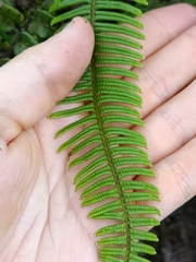 Gleicheniaceae