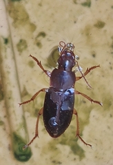 Carabidae