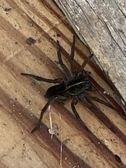 Tigrosa helluo
