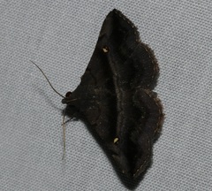 Hadennia jutalis