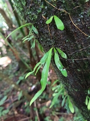 Polypodiaceae