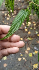 Urtica sondenii