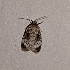 Agonopterix curvilineella