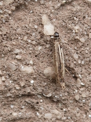 Psyche casta