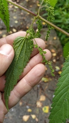 Urtica sondenii