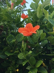 Hibiscus rosa-sinensis