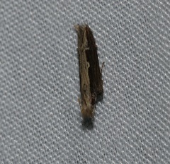 Hypatima spathota
