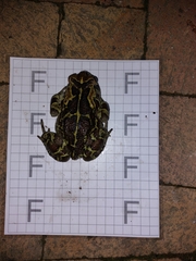 Sclerophrys pantherina