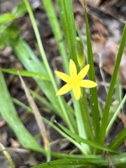 Hypoxis