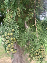 Chamaecyparis lawsoniana
