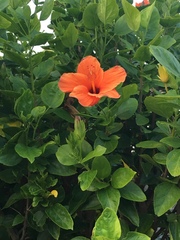 Hibiscus rosa-sinensis