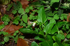 Viola lactiflora