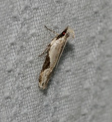 Hypatima