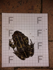 Sclerophrys pantherina