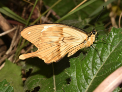 Papilio dardanus