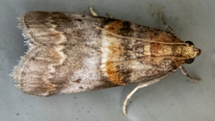 Acrobasis angusella