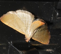 Hypsopygia nonusalis