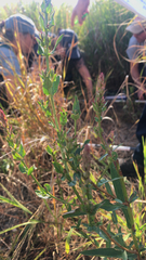 Hypericum ascyron pyramidatum